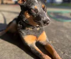 Young Blue Heeler pup needs a good home