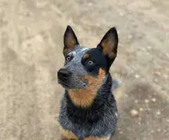 Young Blue Heeler pup needs a good home