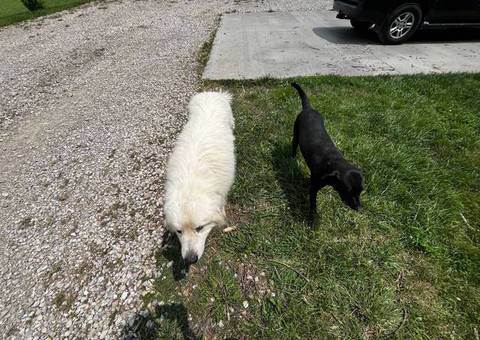 Great Pyrador puppies