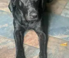 Great Pyrador puppies