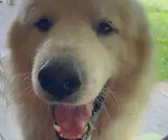 Great Pyrador puppies