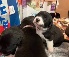 Great Pyrador puppies