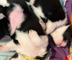 Great Pyrador puppies
