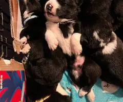 Great Pyrador puppies