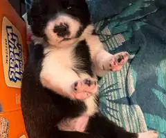 Great Pyrador puppies