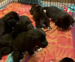 Great Pyrador puppies