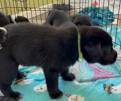 Great Pyrador puppies