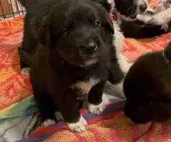 Great Pyrador puppies