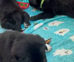 Great Pyrador puppies