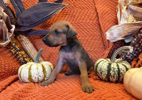 Doberman Great Dane mix puppies