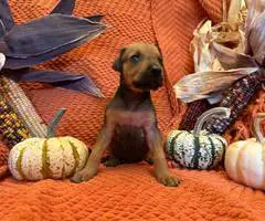 Doberman Great Dane mix puppies