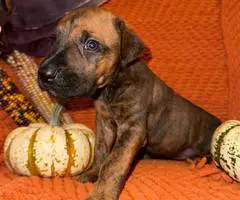 Doberman Great Dane mix puppies