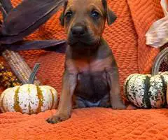 Doberman Great Dane mix puppies