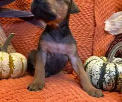 Doberman Great Dane mix puppies