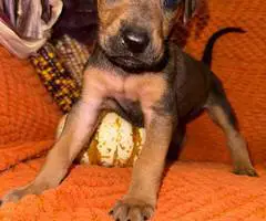 Doberman Great Dane mix puppies