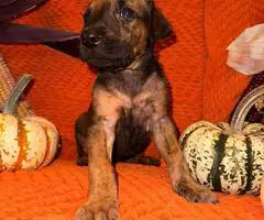 Doberman Great Dane mix puppies
