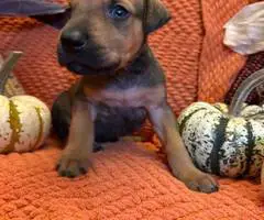 Doberman Great Dane mix puppies