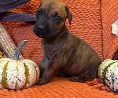 Doberman Great Dane mix puppies