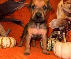 Doberman Great Dane mix puppies