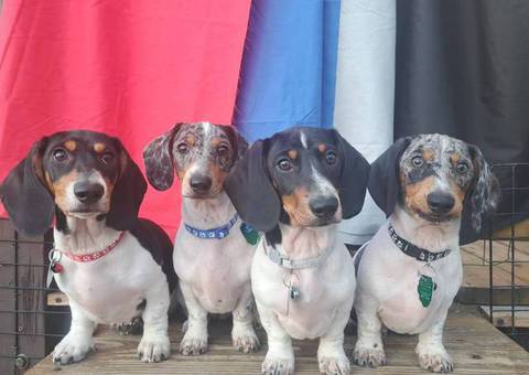 4 AKC registered Dachshund puppies for sale