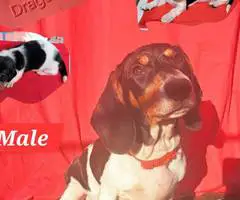 4 AKC registered Dachshund puppies for sale