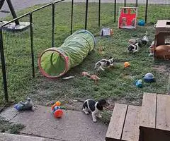 4 AKC registered Dachshund puppies for sale