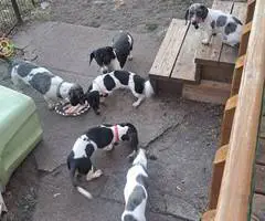 4 AKC registered Dachshund puppies for sale