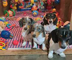 4 AKC registered Dachshund puppies for sale