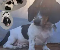 4 AKC registered Dachshund puppies for sale