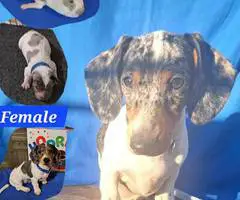 4 AKC registered Dachshund puppies for sale
