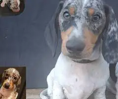 4 AKC registered Dachshund puppies for sale