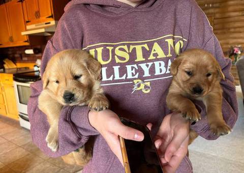 2 AKC Golden Retriever puppies for sale
