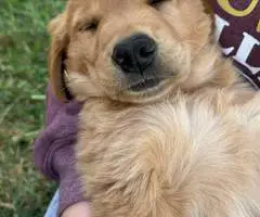 2 AKC Golden Retriever puppies for sale