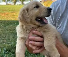 2 AKC Golden Retriever puppies for sale