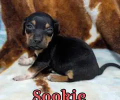 2 Chiweenie babies available