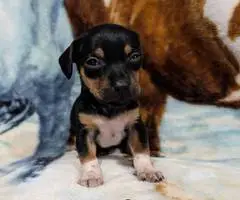 2 Chiweenie babies available