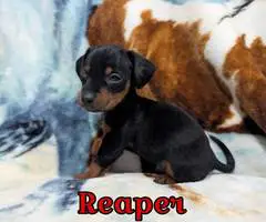 2 Chiweenie babies available