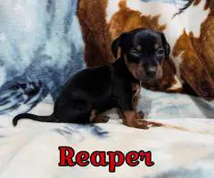 2 Chiweenie babies available