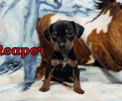 2 Chiweenie babies available