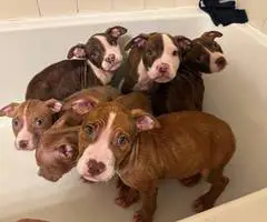 7 Pitbull puppies for rehoming