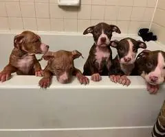 7 Pitbull puppies for rehoming