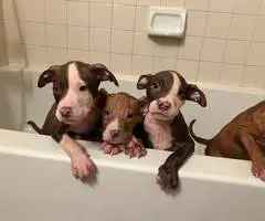 7 Pitbull puppies for rehoming