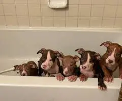 7 Pitbull puppies for rehoming