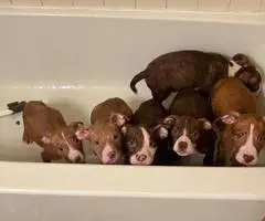 7 Pitbull puppies for rehoming