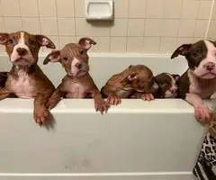 7 Pitbull puppies for rehoming