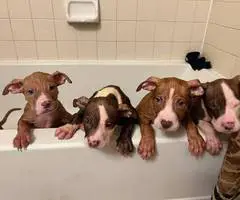 7 Pitbull puppies for rehoming