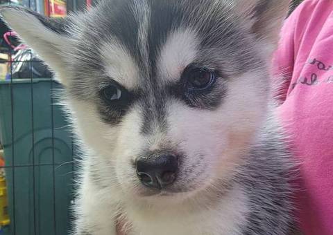 5 girls and 1 boy Husky puppies for sale
