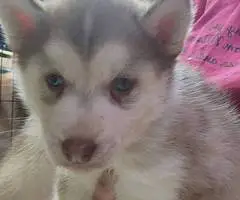 5 girls and 1 boy Husky puppies for sale