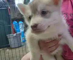 5 girls and 1 boy Husky puppies for sale