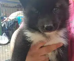 5 girls and 1 boy Husky puppies for sale